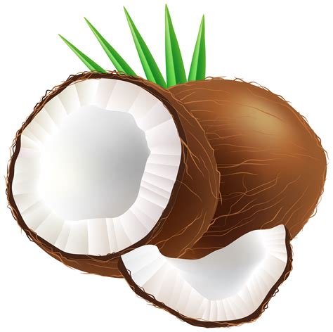 coconut clipart